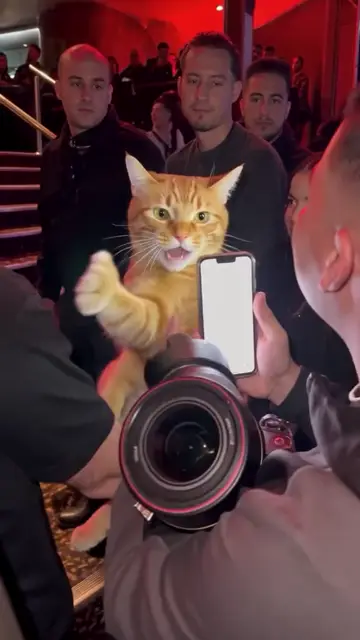 An AI cat takes the freestyle